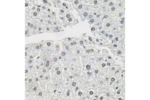 Immunohistochemistry of paraffin-embedded mouse liver using TCEB1 antibody. (TCEB1 抗体)
