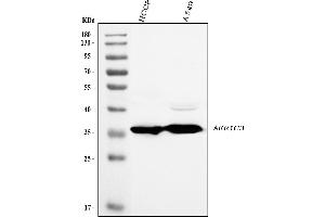 Western blot analysis of AKR1C3 using anti-AKR1C3 antibody (ABIN7602844).