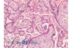 ABIN2851820 (5µg/ml) staining of paraffin embedded Human Placenta. (NR5A2 + LRH1 抗体  (AA 328-338))
