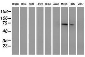Image no. 2 for anti-Membrane Protein, Palmitoylated 5 (MAGUK P55 Subfamily Member 5) (MPP5) antibody (ABIN1500023) (MPP5 抗体)