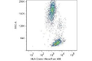 Surface staining of human peripheral blood cells with anti-HLA-class I(W6/32) Alexa Fluor® 488. (MICA 抗体  (PE))