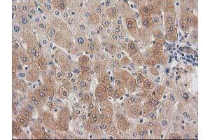 Image no. 1 for anti-Synaptosomal-Associated Protein, 25kDa (SNAP25) antibody (ABIN1501017) (SNAP25 抗体)