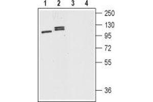 Western blot analysis of mouse (lanes 1 and 3) and rat (lanes 2 and 4) brain lysates: - 1,2.