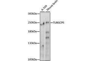 Western blot analysis of extracts of various cell lines, using TUBGCP6 antibody (ABIN7271055) at 1000 dilution. (GCP6 抗体  (AA 600-900))