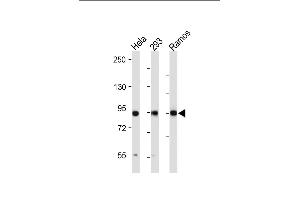 All lanes : Anti-RSK3 Antibody (N-term) at 1:2000 dilution Lane 1: Hela whole cell lysate Lane 2: 293 whole cell lysate Lane 3: Ramos whole cell lysate Lysates/proteins at 20 μg per lane. (RPS6KA3 抗体  (N-Term))