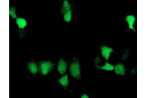 Immunofluorescence (IF) image for anti-Suppressor of Cytokine Signaling 3 (SOCS3) antibody (ABIN1501058) (SOCS3 抗体)