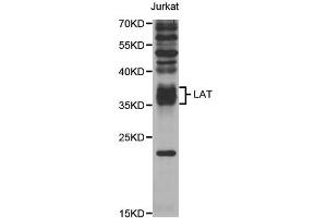 Western blot analysis of extracts of Jurkat cells, using LAT antibody (ABIN5973295) at 1/1000 dilution. (LAT 抗体)