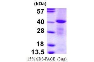 SDS-PAGE (SDS) image for Mannose Phosphate Isomerase (MPI) (AA 1-362) protein (His tag) (ABIN667540)