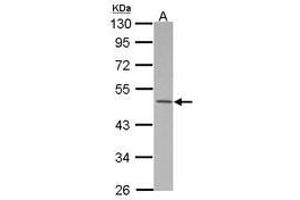 Image no. 1 for anti-Makorin Ring Finger Protein 2 (MKRN2) (AA 1-271) antibody (ABIN1499488) (MKRN2 抗体  (AA 1-271))