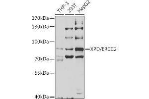 Western blot analysis of extracts of various cell lines, using XPD/XPD/ERCC2 antibody (ABIN6130301, ABIN6140265, ABIN6140266 and ABIN6221277) at 1:1000 dilution. (ERCC2 抗体  (AA 1-300))