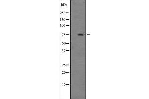Western blot analysis of HSPA12A expression in Mouse brain tissue lysate ,The lane on the left is treated with the antigen-specific peptide. (HSPA12A 抗体  (N-Term))