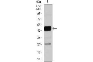 Western blot analysis using CEBPA mouse mAb against THP-1 (1)cell lysate. (CEBPA 抗体)