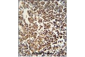 GTSF1 antibody (Center) (ABIN654529 and ABIN2844248) immunohistochemistry analysis in formalin fixed and paraffin embedded human lymph tissue followed by peroxidase conjugation of the secondary antibody and DAB staining. (GTSF1 抗体  (AA 37-66))