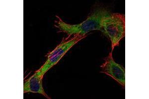 Immunofluorescence analysis of NIH/3T3 cells using HK1 mouse mAb (green). (Hexokinase 1 抗体)