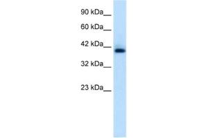 Western Blotting (WB) image for anti-Hexamethylene Bis-Acetamide Inducible 1 (HEXIM1) antibody (ABIN2460946) (HEXIM1 抗体)