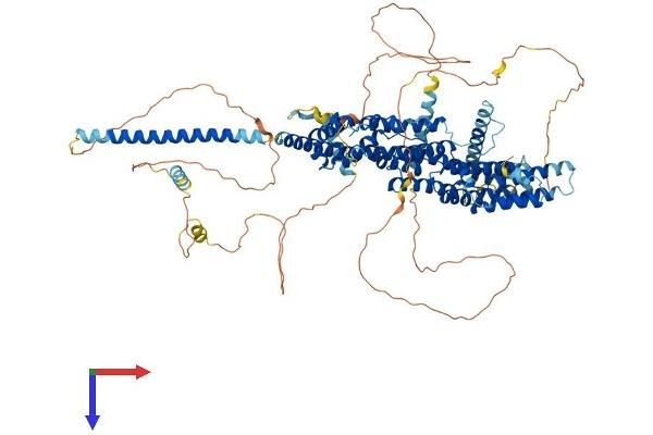 PAX3 and PAX7 Binding Protein 1 (PAXBP1) (AA 1-919) protein (His tag)