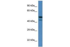 Image no. 1 for anti-SH3-Binding Domain Kinase 1 (SBK1) (C-Term) antibody (ABIN6746290) (SBK1 抗体  (C-Term))