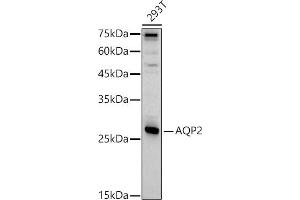 Western blot analysis of extracts of 293T cells, using  antibody (ABIN7265652) at 1:1000 dilution. (AQP2 抗体  (AA 147-271))