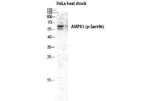 Western Blotting (WB) image for anti-Protein Kinase, AMP-Activated, alpha 1 Catalytic Subunit (PRKAA1) (pSer496) antibody (ABIN3179386) (PRKAA1 抗体  (pSer496))