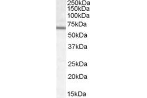 Western Blotting (WB) image for anti-Dachshund 2 (DACH2) (AA 169-181) antibody (ABIN303849) (DACH2 抗体  (AA 169-181))