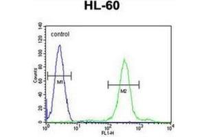 Flow cytometric analysis of HL-60 cells using SPECC1 Antibody (Center) Cat.