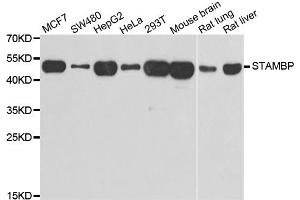 Western blot analysis of extracts of various cell lines, using STAMBP antibody (ABIN5974250) at 1/1000 dilution. (STAMBP 抗体)