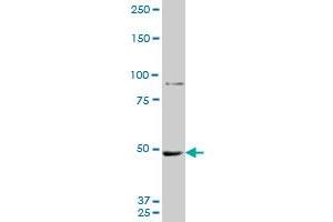 Western Blotting (WB) image for anti-Metastasis Associated 1 (MTA1) (AA 601-700) antibody (ABIN522563)