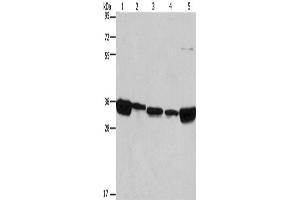 Western Blotting (WB) image for anti-ELAV (Embryonic Lethal, Abnormal Vision, Drosophila)-Like 1 (Hu Antigen R) (ELAVL1) antibody (ABIN2421533) (ELAVL1 抗体)