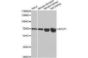 Western blot analysis of extracts of various cell lines, using APLP1 antibody (ABIN1871026) at 1:1000 dilution. (APLP1 抗体)