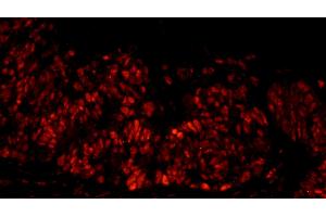 Immunofluorescence (IF) image for anti-DNA Fragmentation Factor, 45kDa, alpha Polypeptide (DFFA) (AA 271-331) antibody (ABIN7448951)