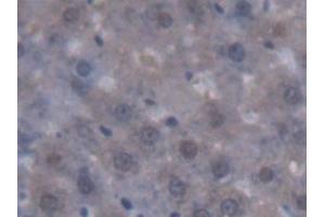 Detection of RGN in Rat Liver Tissue using Polyclonal Antibody to Regucalcin (RGN)