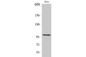 Western Blotting (WB) image for anti-Heat Shock 105kDa/110kDa Protein 1 (HSPH1) (C-Term) antibody (ABIN3180115) (HSPH1 抗体  (C-Term))