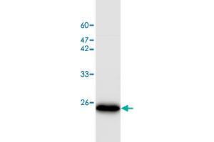 Western blot analysis of SW480 whole cell lystae with PEBP1 monoclonal antibody, clone 21  at 1:1000 dilution. (PEBP1 抗体)