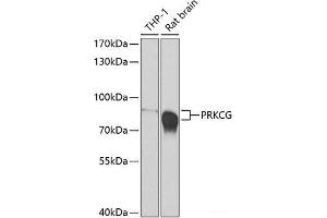 Western blot analysis of extracts of various cell lines using PRKCG Polyclonal Antibody at dilution of 1:500. (PKC gamma 抗体)