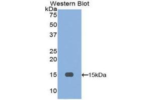 Western Blotting (WB) image for anti-Inhibin, beta A (INHBA) (AA 309-424) antibody (ABIN1078187) (INHBA 抗体  (AA 309-424))