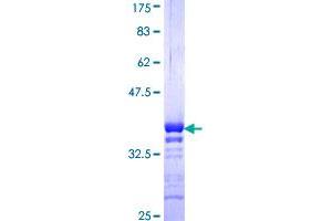 Image no. 1 for Basic Leucine Zipper ATF-like Transcription Factor (BATF) (AA 34-125) protein (GST tag) (ABIN1346438) (BATF Protein (AA 34-125) (GST tag))