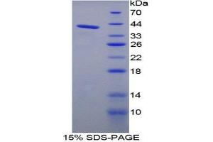 SDS-PAGE (SDS) image for Kininogen 1 (KNG1) (AA 22-379) protein (His tag) (ABIN1980912) (KNG1 Protein (AA 22-379) (His tag))