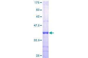 ROPN1 Protein (AA 1-120) (GST tag)