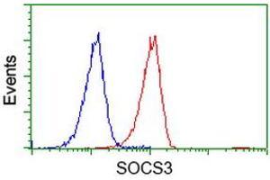 Image no. 2 for anti-Suppressor of Cytokine Signaling 3 (SOCS3) antibody (ABIN1501059) (SOCS3 抗体)
