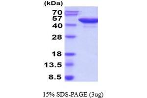 SDS-PAGE (SDS) image for Reticulocalbin 3, EF-Hand Calcium Binding Domain (RCN3) (AA 21-328) protein (His tag) (ABIN667691)