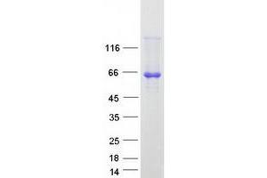 Western Blotting (WB) image for Poly-U Binding Splicing Factor 60KDa (PUF60) (Transcript Variant 2) protein (Myc-DYKDDDDK Tag) (ABIN2730159)