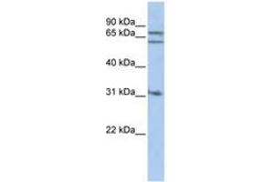 Image no. 1 for anti-Gephyrin (GPHN) (AA 396-445) antibody (ABIN6741118) (Gephyrin 抗体  (AA 396-445))