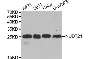 Western Blotting (WB) image for anti-Nudix (Nucleoside Diphosphate Linked Moiety X)-Type Motif 21 (NUDT21) antibody (ABIN1873983) (NUDT21 抗体)