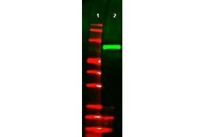 Image no. 1 for anti-V5 Epitope Tag antibody (ABIN401225)