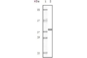 Western Blotting (WB) image for anti-Myoglobin (MB) antibody (ABIN1108360) (Myoglobin 抗体)