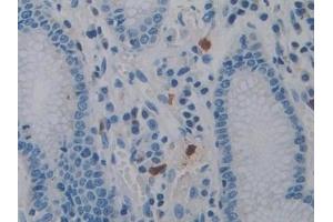 Immunohistochemistry (IHC) image for anti-Protein Tyrosine Phosphatase, Receptor Type, Q (PTPRQ) (AA 36-294) antibody (ABIN7442573)