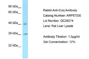 Western Blotting (WB) image for anti-Cyclin J (CCNJ) (C-Term) antibody (ABIN970311) (Cyclin J 抗体  (C-Term))