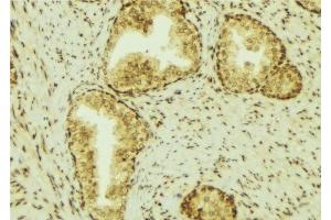 ABIN6277077 at 1/100 staining Mouse colon tissue by IHC-P. (Lipocalin 2 抗体  (Internal Region))