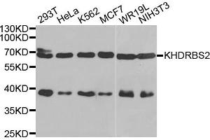 Western blot analysis of extracts of various cell lines, using KHDRBS2 antibody. (KHDRBS2 抗体)