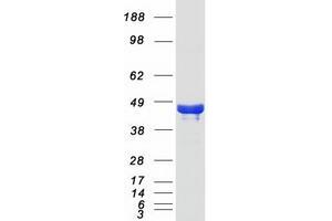 Validation with Western Blot
